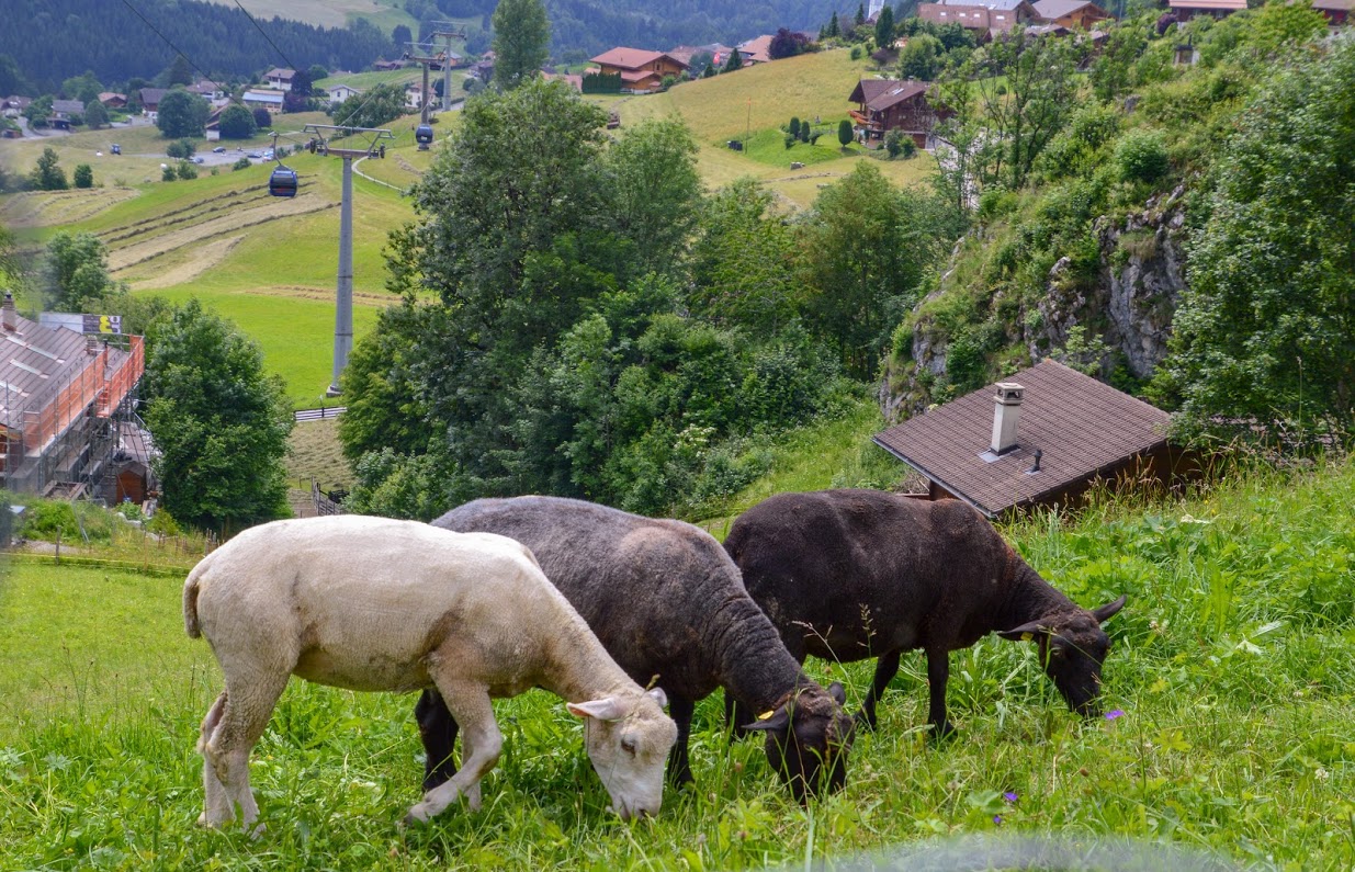 One year in Switzerland Life In Alps